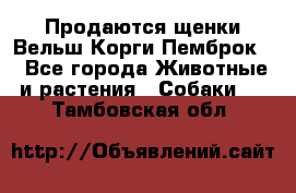 Продаются щенки Вельш Корги Пемброк  - Все города Животные и растения » Собаки   . Тамбовская обл.